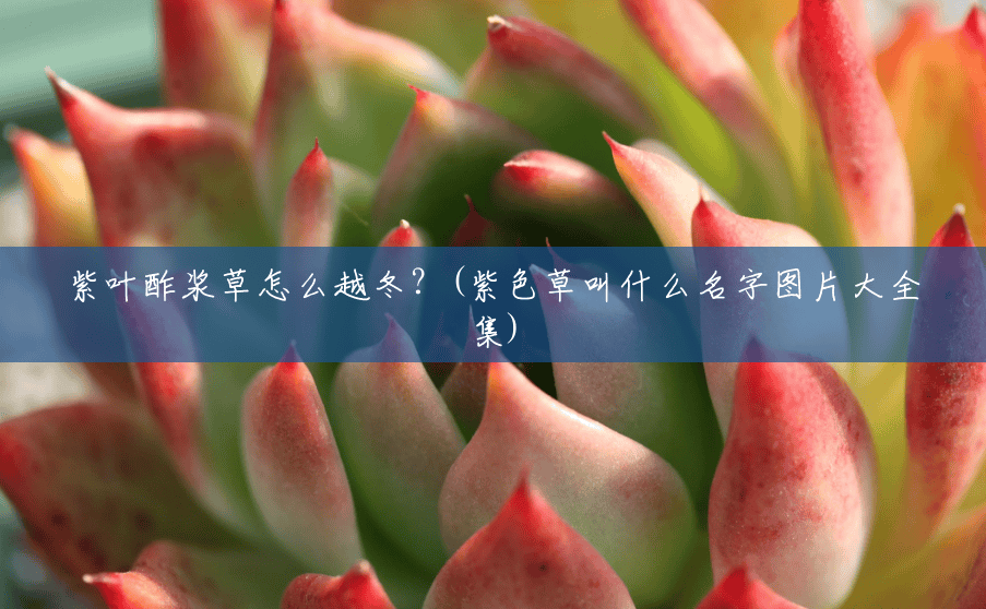 紫叶酢浆草怎么越冬?(紫色草叫什么名字图片大全集) 紫叶酢浆草怎么越冬?(紫色草叫什么名字图片大全集)