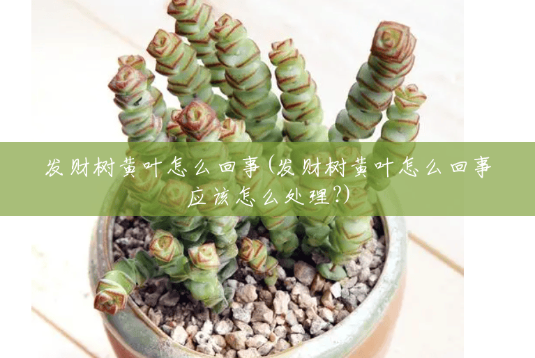 发财树黄叶怎么回事(发财树黄叶怎么回事应该怎么处理?) 发财树黄叶怎么回事(发财树黄叶怎么回事应该怎么处理?)