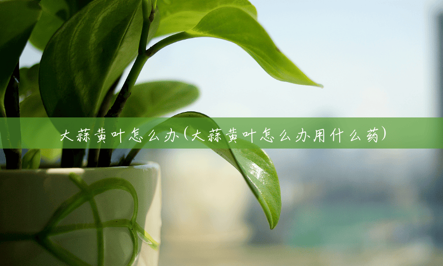 大蒜黄叶怎么办(大蒜黄叶怎么办用什么药) 大蒜黄叶怎么办(大蒜黄叶怎么办用什么药)