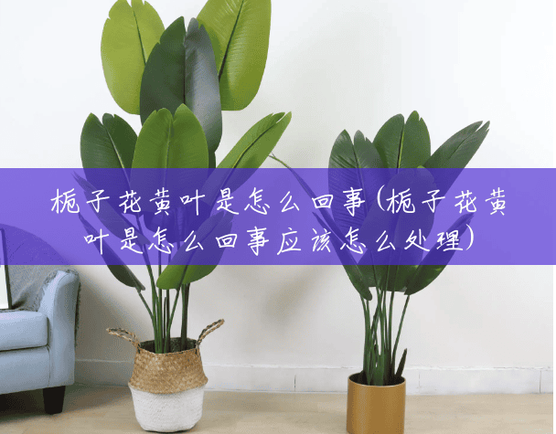 栀子花黄叶是怎么回事(栀子花黄叶是怎么回事应该怎么处理) 栀子花黄叶是怎么回事(栀子花黄叶是怎么回事应该怎么处理)