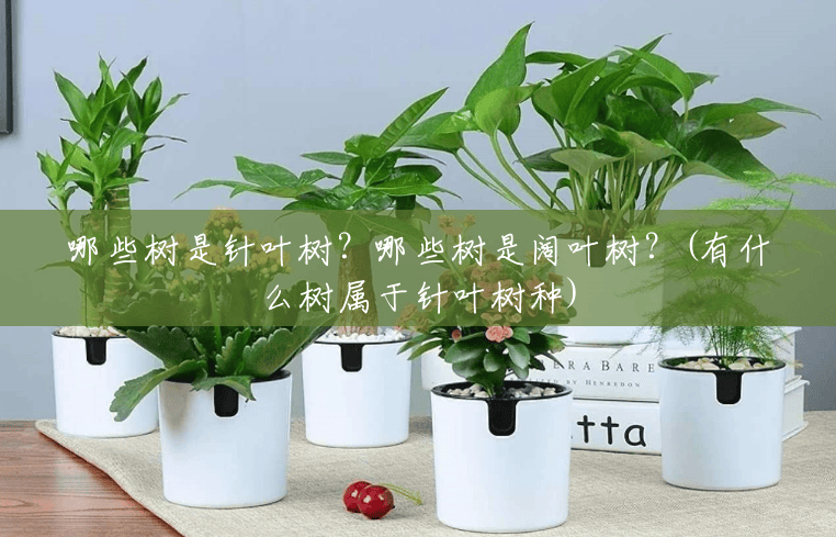 哪些树是针叶树?哪些树是阔叶树?(有什么树属于针叶树种) 哪些树是针叶树?哪些树是阔叶树?(有什么树属于针叶树种)