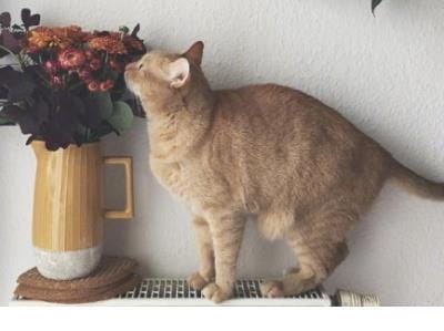 给小侄女的生日祝福语