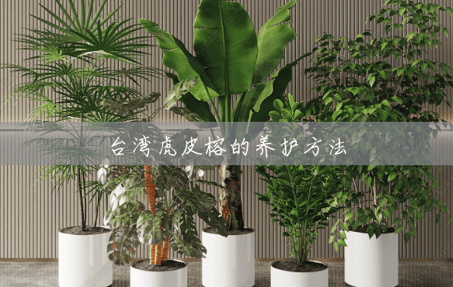 台湾虎皮榕的养护方法