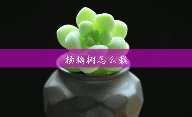 杨梅树怎么栽