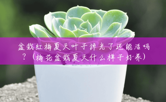 盆栽红梅夏天叶子掉光了还能活吗?(梅花盆栽夏天什么样子好养) 盆栽红梅夏天叶子掉光了还能活吗?(梅花盆栽夏天什么样子好养)