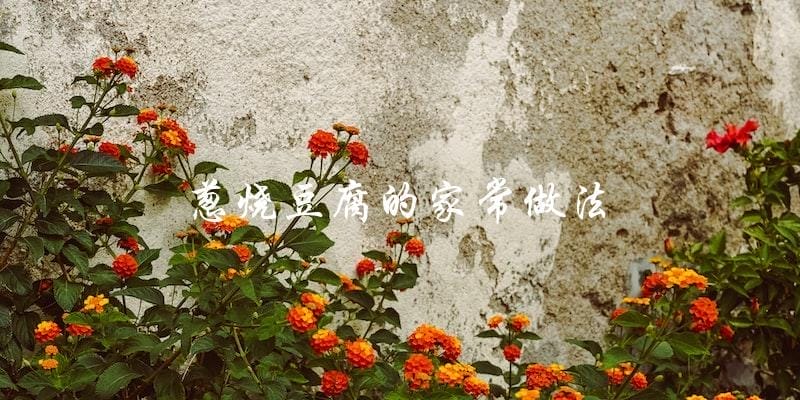葱烧豆腐的家常做法 葱烧豆腐的家常做法