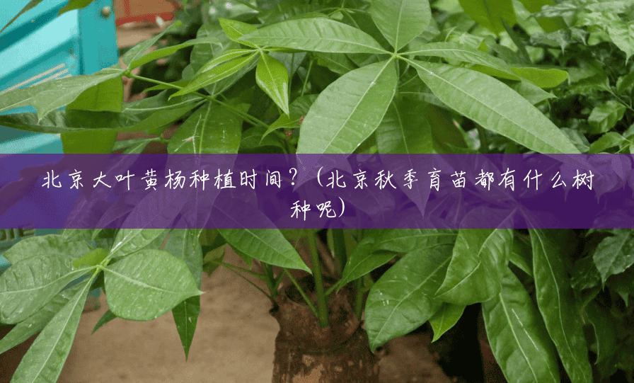 北京大叶黄杨种植时间？(北京秋季育苗都有什么树种呢)