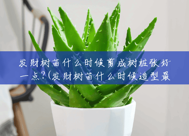 发财树苗什么时候剪成树桩张好一点?(发财树苗什么时候造型最好) 发财树苗什么时候剪成树桩张好一点?(发财树苗什么时候造型最好)