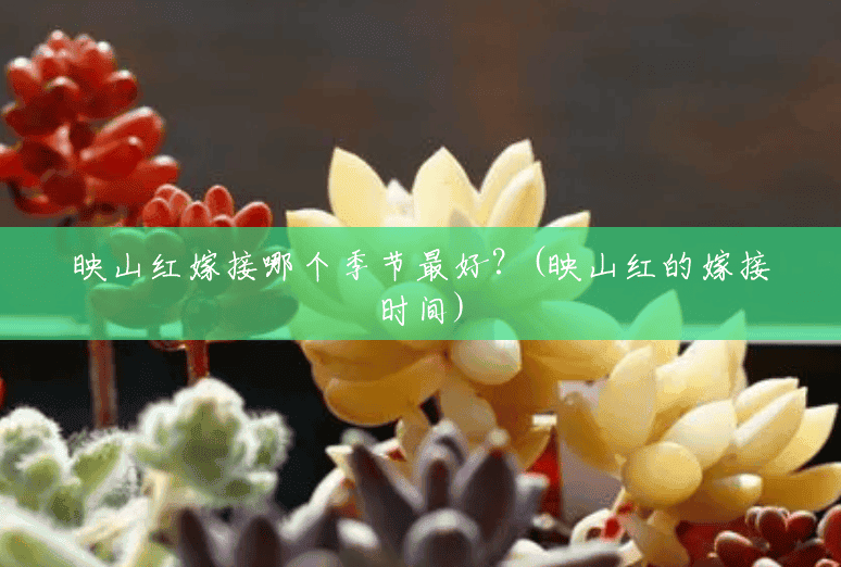 映山红嫁接哪个季节最好?(映山红的嫁接时间) 映山红嫁接哪个季节最好?(映山红的嫁接时间)