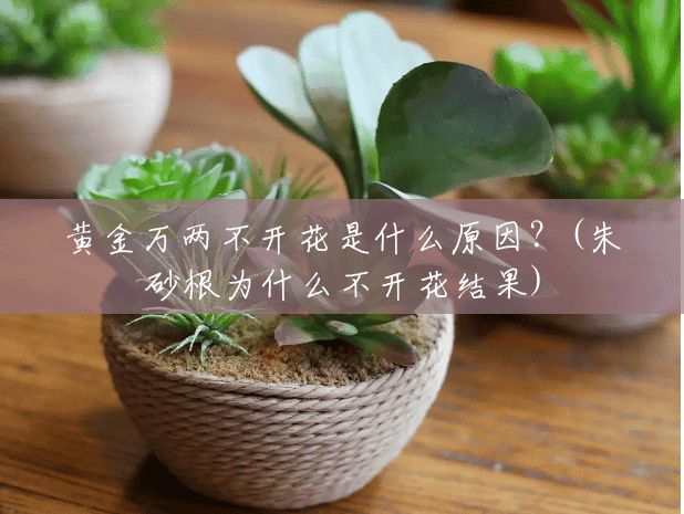 黄金万两不开花是什么原因?(朱砂根为什么不开花结果) 黄金万两不开花是什么原因?(朱砂根为什么不开花结果)