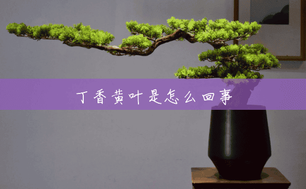 丁香黄叶是怎么回事 丁香黄叶是怎么回事