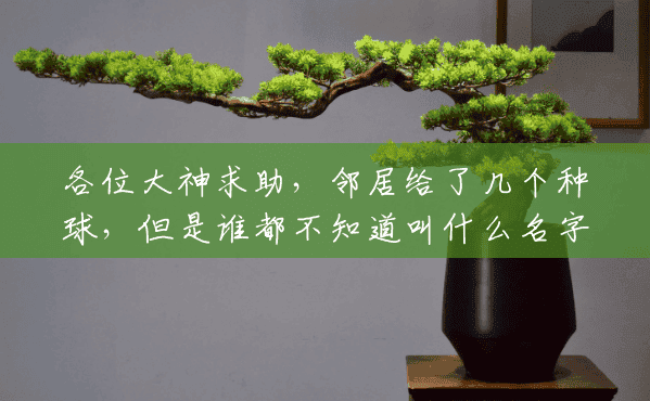 各位大神求助，邻居给了几个种球，但是谁都不知道叫什么名字，样子是长的马莲花的扁叶，但是叶子软，一支？()