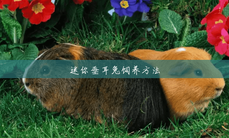迷你垂耳兔饲养方法