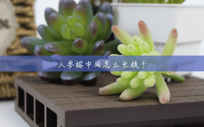 人参榕中间怎么长枝干