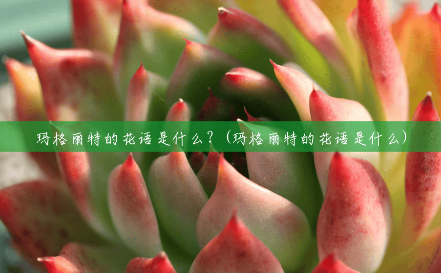 玛格丽特的花语是什么?(玛格丽特的花语是什么) 玛格丽特的花语是什么?(玛格丽特的花语是什么)