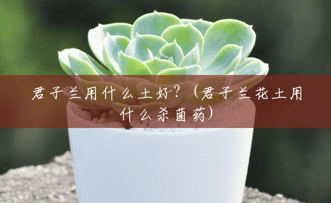 君子兰用什么土好?(君子兰花土用什么杀菌药) 君子兰用什么土好?(君子兰花土用什么杀菌药)