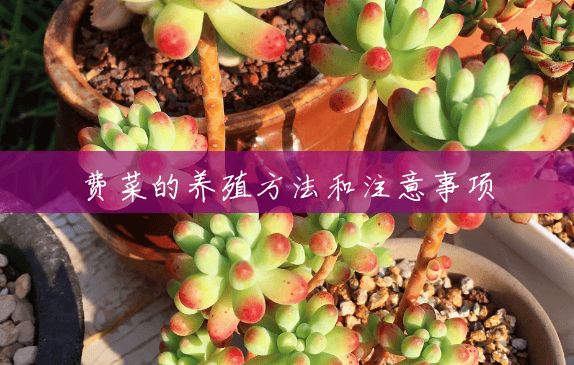 费菜的养殖方法和注意事项 费菜的养殖方法和注意事项