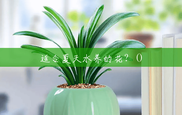 适合夏天水养的花？()