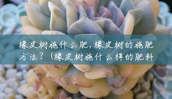 橡皮树施什么肥,橡皮树的施肥方法？(橡皮树施什么样的肥料好)