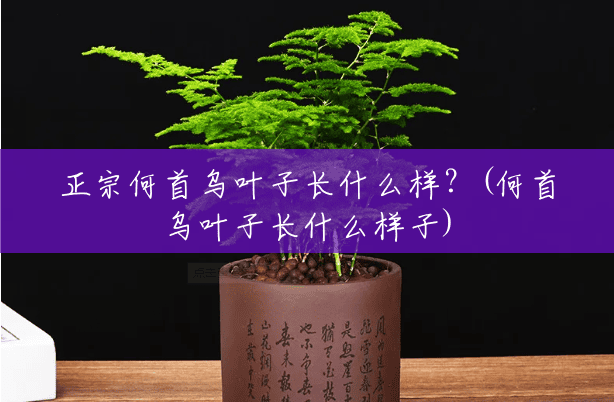 正宗何首乌叶子长什么样?(何首乌叶子长什么样子) 正宗何首乌叶子长什么样?(何首乌叶子长什么样子)