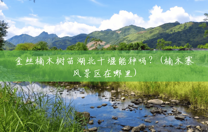 金丝楠木树苗湖北十堰能种吗？(楠木寨风景区在哪里)