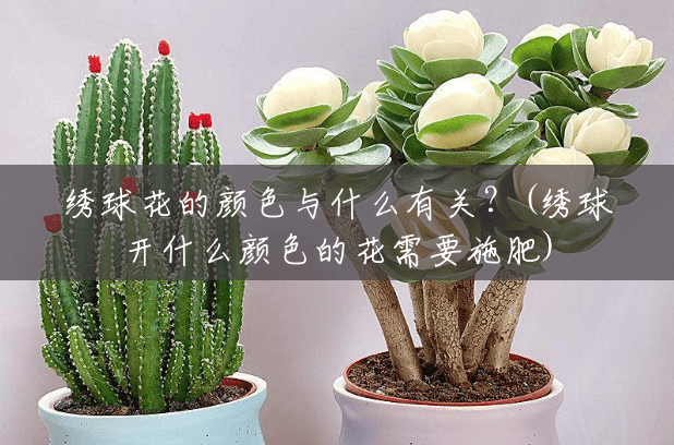 绣球花的颜色与什么有关？(绣球开什么颜色的花需要施肥)