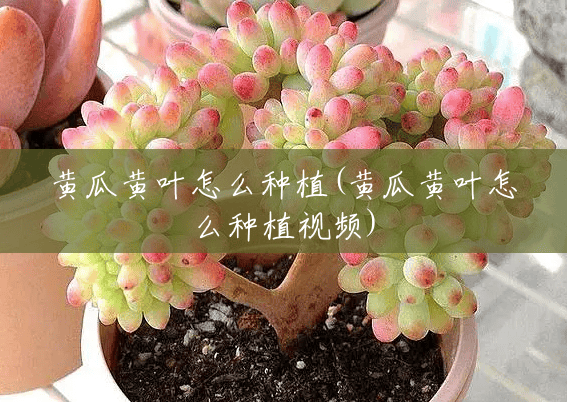 黄瓜黄叶怎么种植(黄瓜黄叶怎么种植视频)
