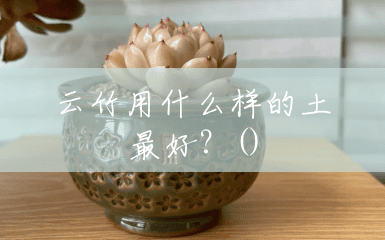云竹用什么样的土最好？()