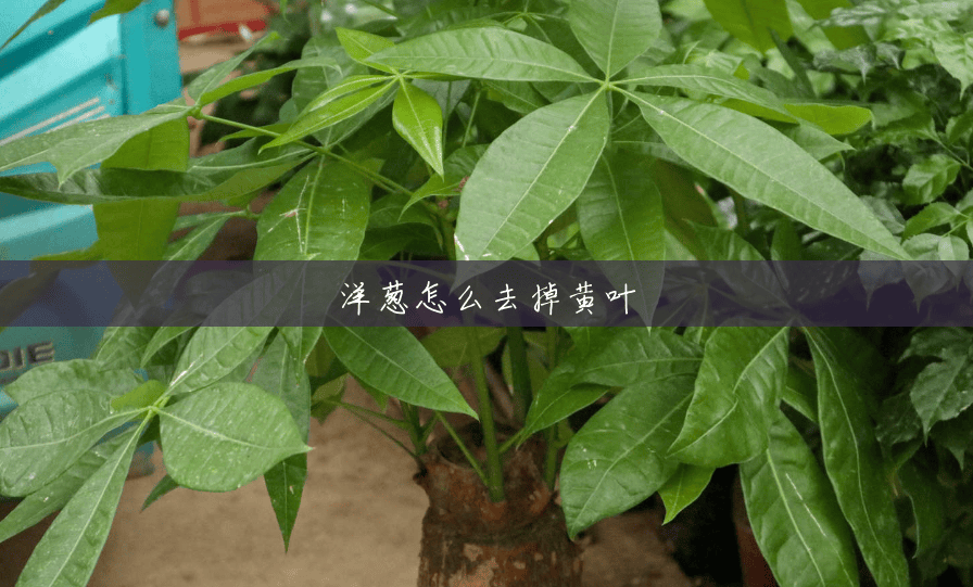 洋葱怎么去掉黄叶 洋葱怎么去掉黄叶