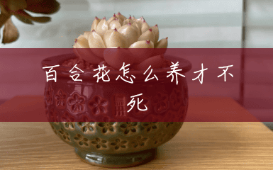 百合花怎么养才不死 百合花怎么养才不死