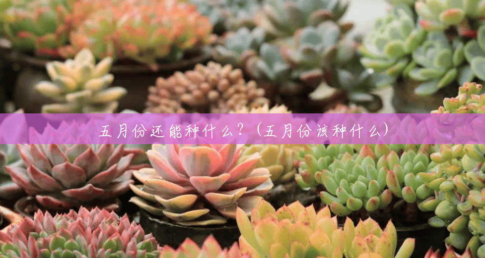 五月份还能种什么?(五月份该种什么) 五月份还能种什么?(五月份该种什么)
