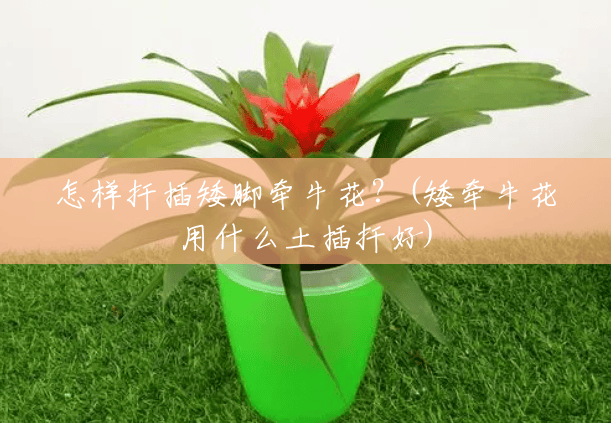 怎样扦插矮脚牵牛花？(矮牵牛花用什么土插扦好)