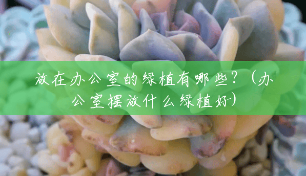 放在办公室的绿植有哪些?(办公室摆放什么绿植好) 放在办公室的绿植有哪些?(办公室摆放什么绿植好)