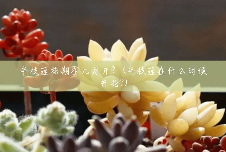 半枝莲花期在几月开？(半枝莲在什么时候开花?)