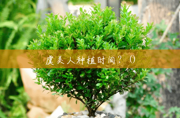 虞美人种植时间?() 虞美人种植时间?()