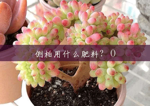 侧柏用什么肥料?() 侧柏用什么肥料?()