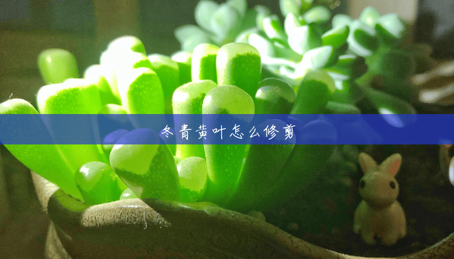 冬青黄叶怎么修剪