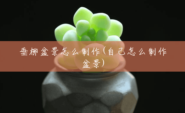 垂柳盆景怎么制作(自己怎么制作盆景)