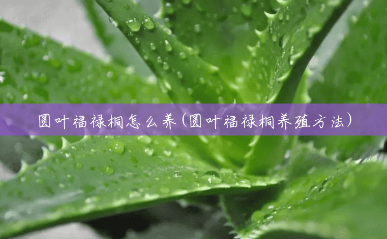 圆叶福禄桐怎么养(圆叶福禄桐养殖方法) 圆叶福禄桐怎么养(圆叶福禄桐养殖方法)