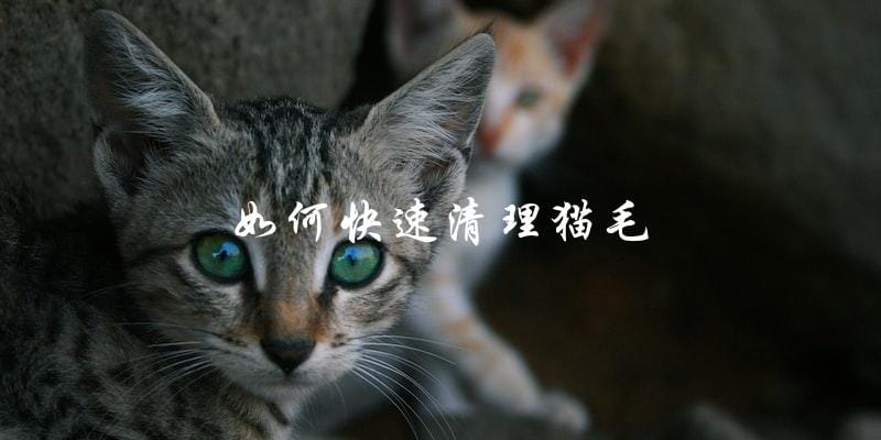 你知道如何快速清理猫毛吗? 你知道如何快速清理猫毛吗?
