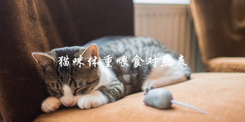 猫咪体重喂食对照表是什么？