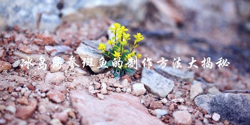 冰岛海参斑鱼的制作方法大揭秘 冰岛海参斑鱼的制作方法大揭秘