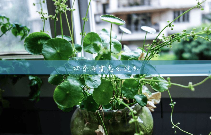 四季海棠怎么过冬 四季海棠怎么过冬