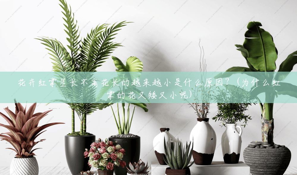 花卉红掌茎长不高花长的越来越小是什么原因?(为什么红掌的花又矮又小呢) 花卉红掌茎长不高花长的越来越小是什么原因?(为什么红掌的花又矮又小呢)