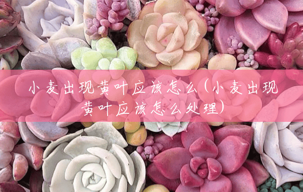 小麦出现黄叶应该怎么(小麦出现黄叶应该怎么处理) 小麦出现黄叶应该怎么(小麦出现黄叶应该怎么处理)