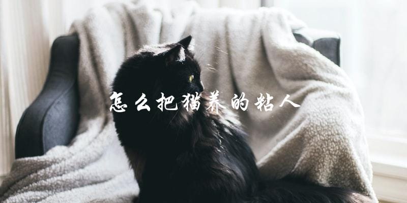 如何让猫咪更粘人? 如何让猫咪更粘人?