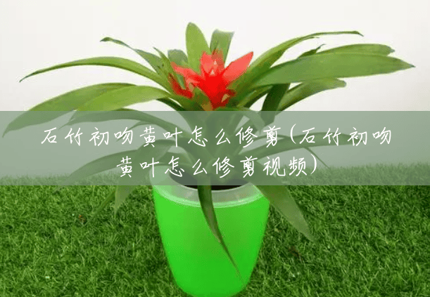石竹初吻黄叶怎么修剪(石竹初吻黄叶怎么修剪视频) 石竹初吻黄叶怎么修剪(石竹初吻黄叶怎么修剪视频)