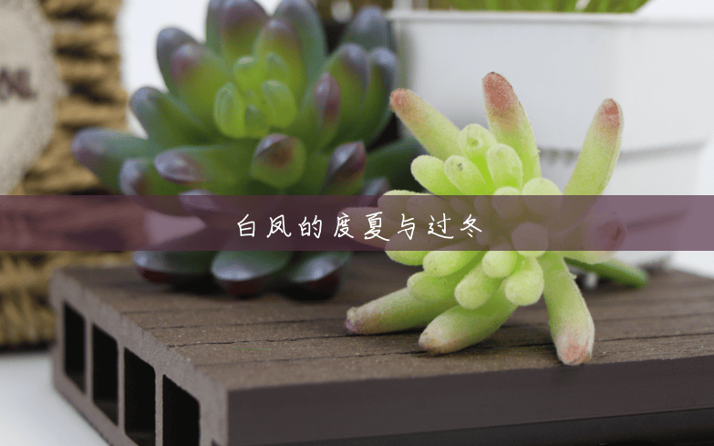 白凤的度夏与过冬 白凤的度夏与过冬