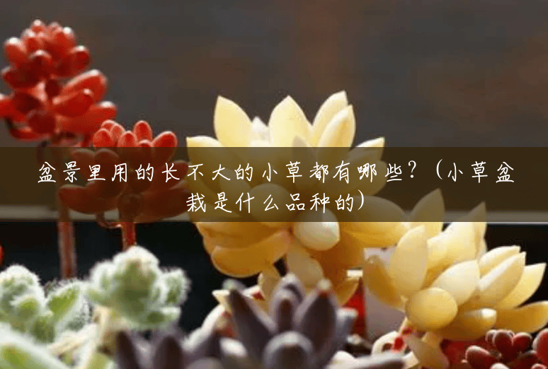 盆景里用的长不大的小草都有哪些?(小草盆栽是什么品种的) 盆景里用的长不大的小草都有哪些?(小草盆栽是什么品种的)