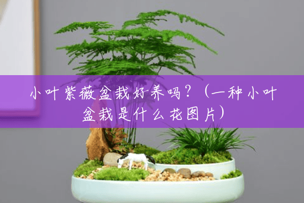 小叶紫薇盆栽好养吗?(一种小叶盆栽是什么花图片) 小叶紫薇盆栽好养吗?(一种小叶盆栽是什么花图片)